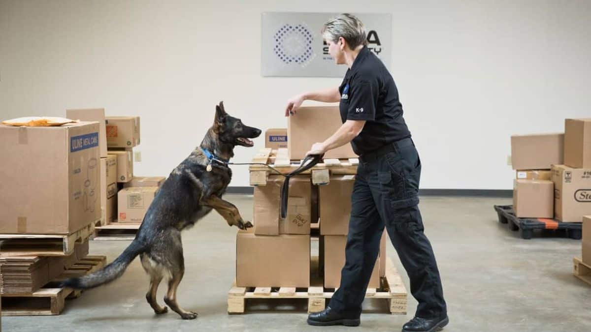 An explosives-sniffing dog on hind legs checks a carton in a warehouse.